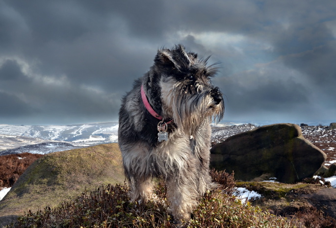 Schnauzer, , 