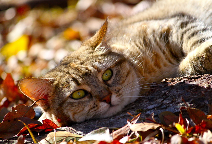 животное, осень, лежит, взгляд, Кот, листья, морда