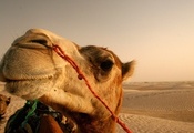 Верблюд, веревка, пустыня, песок