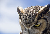 Great horned owl, , 