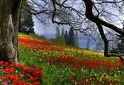 Цветы, тюльпаны, дерево, ветки, весна, природа