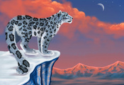 , , snow leopard,  , , , 