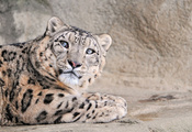  , , , snow leopard