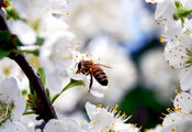 вишня, насекомое, ветка, весна, цветы, лепестки, белые, Пчела, красота, при ...