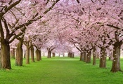 розовая, весна, цветение, лепестки, аллея, деревья, Spring blossom, красота