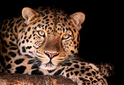 , , magnificent leopard