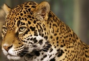 , , jaguar, 