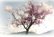 цветы, весна, дерево, Сакура