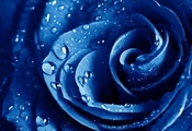 , , , The blue rose