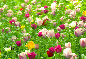 Тюльпаны, растения, цветы, поле, природа, весна