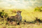 , , , , Cheetah, , savanna