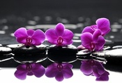 , purple flowers, , , Spa, , 