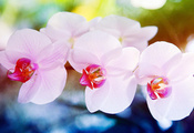 , , , Orchid