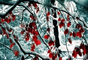зима, листья, снег, snow, nature, ветки, winter, деревья, Природа