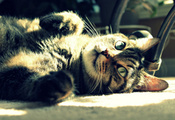 Кот, солнце, кошка, отдых, свет, лежит