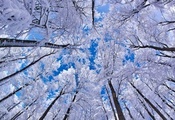 зима, снег, небо, Деревья