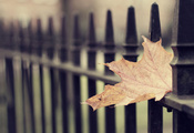осенние обои, листья, Макро обои, leaf wallpapers, осень