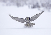 falcon, , , , animal, , , bird, 