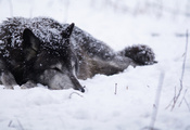 снег, холод, Волк