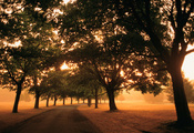 путь, деревья, свет, туман, утро, Дорога, поля, листва
