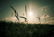 солнце, небо, трава, фокус, свет, природа, Макро, облака