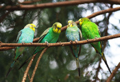, , , bird, parrot, , , , 