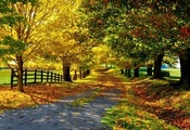 деревья, дорога, листья, забор, аллея, осень, Природа