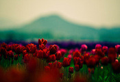 красные, цветочки, красные, тюльпаны, Цветы обои, tulips