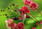 птица, Колибри, цветы
