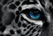 , by, eg-art, eye, , Leopard, 