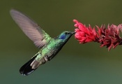 , Bird, , hummingbird, , 