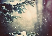 ветви, cосны, снег, зима, лес, деревья, Природа, погода