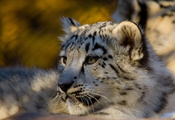 , snow leopard,  , , 