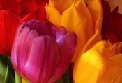 желтый, букет, Цветы, тюльпаны, яркие, розовый