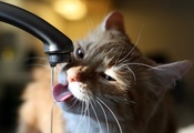 кошка, кошак, струйка, котэ, вода, кран, очень, Кот