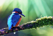 kingfisher, alcedo atthis, ,  