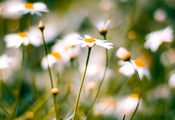 , daisies, , macro, 