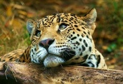 , , , leopard