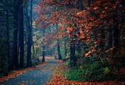 парк, лавки, природа, деревья, осень