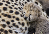 , Cheetah, , 