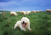 , ,   , , Sheepdog