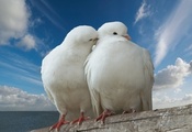 peace, dove, Pigeon, , sky, trunk, romance, romantic, sea, kiss, clou ...