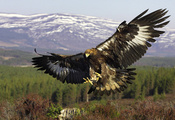 Golden eagle, ,  , , , 
