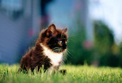 котенок, трава, кошка, кот, черный