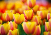 макро, тюльпаны, tulips, Цветы, yellow, желтые, flowers, macro