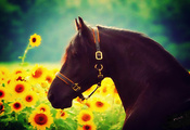 sunflower, flowers, effects, animal, sun, beautiful, horse