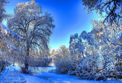деревья, следы, снег, зима, лес, ветки