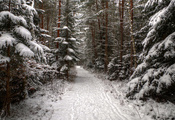снег, лес, хвойные, следы, зима, ель