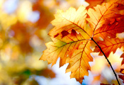 nature, листья, осень, leaves, боке, bokeh, краски, Природа, autumn