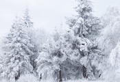 зима, лес, иней, деревья, снег